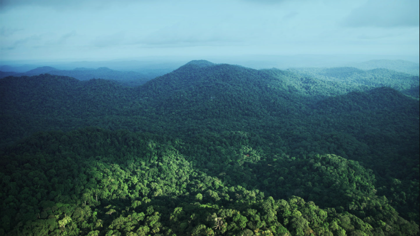 foresta pluviale in Africa